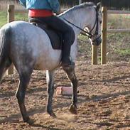 Welsh Pony (sec B) Skovbjergs Spirit