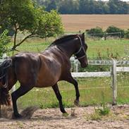 Pura Raza Española Elvira Edoras