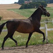 Pura Raza Española Elvira Edoras