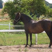 Pura Raza Española Elvira Edoras