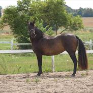 Pura Raza Española Elvira Edoras