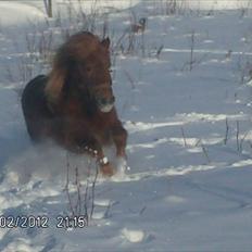 Shetlænder ronja