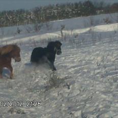 Shetlænder ronja