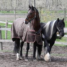 Irish Cob Sir Charles of Ireland