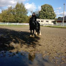 Irish Cob Sir Charles of Ireland