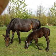 Anden særlig race Ravnholts Blaze