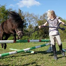 Shetlænder Morticia <3 (tidligere Trunte)