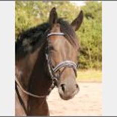 Trakehner Gozet baron SOLGT