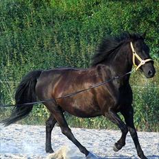 Oldenborg Cirkeline 