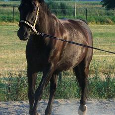 Oldenborg Cirkeline 