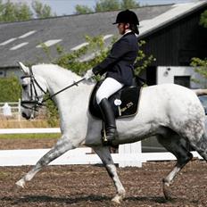Tysk Sportspony Max 375 R.I.P <3