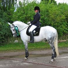 Tysk Sportspony Max 375 R.I.P <3