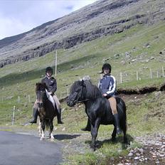 Færøsk hest Tóki [Haft i pleje]