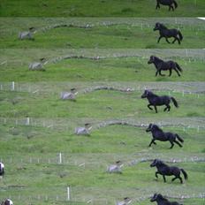 Færøsk hest Tóki [Haft i pleje]