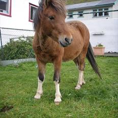 Færøsk hest Gráfaksi [Haft i pleje]