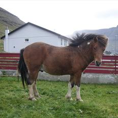 Færøsk hest Gráfaksi [Haft i pleje]