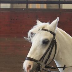 Anden særlig race ivan