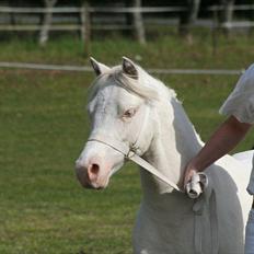 Welsh Mountain (sec A) Rø´s Pink Floyd
