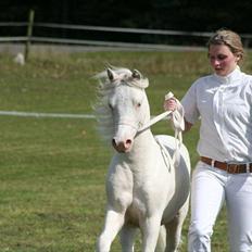 Welsh Mountain (sec A) Rø´s Pink Floyd