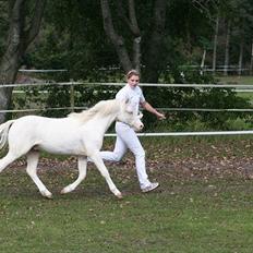 Welsh Mountain (sec A) Rø´s Pink Floyd
