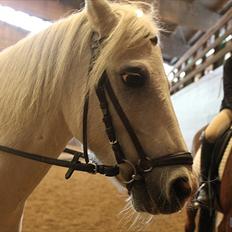 Anden særlig race ivan