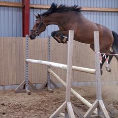 Dansk Varmblod Comma VG