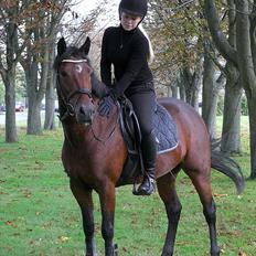 New Forest Alhedens Delight *Solgt*