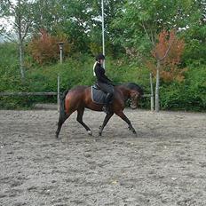 New Forest Alhedens Delight *Solgt*