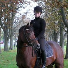 New Forest Alhedens Delight *Solgt*