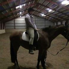 Dansk Varmblod Cairo T.