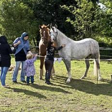 Anden særlig race Picasso