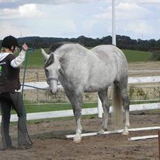 Anden særlig race Picasso