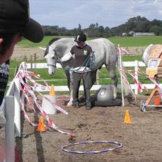 Anden særlig race Picasso