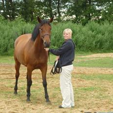 Dansk Varmblod  gørklintgårds oliena
