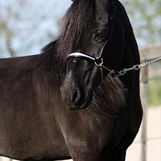 Amerikansk Miniature Germels Timothy