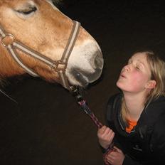 Haflinger Mai (ISendt hjem!):