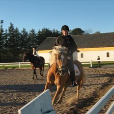 Haflinger Mai (ISendt hjem!):