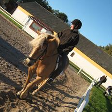 Haflinger Mai (ISendt hjem!):