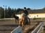 Haflinger Mai (ISendt hjem!):