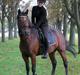 New Forest Alhedens Delight *Solgt*