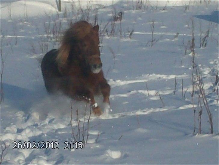 Shetlænder ronja - ronja i sneen i vinters billede 1