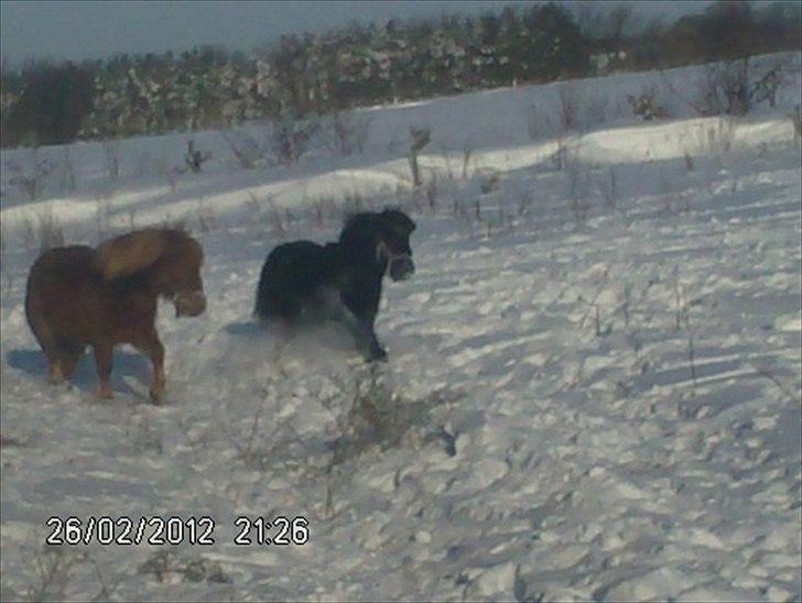 Shetlænder ronja - ronja og hendes mor sofie som jeg desværre mistede i maj månede i år  2010 billede 2