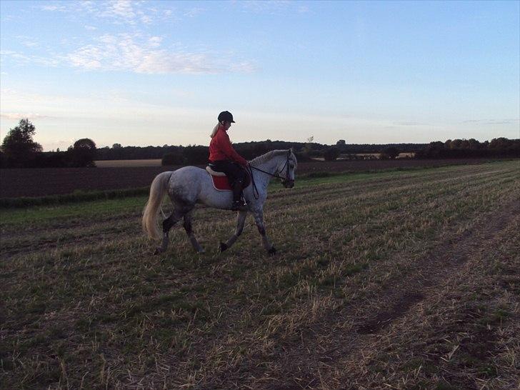 Irsk Sportspony IRISH JOKER - lidt dressur på marken:) billede 5