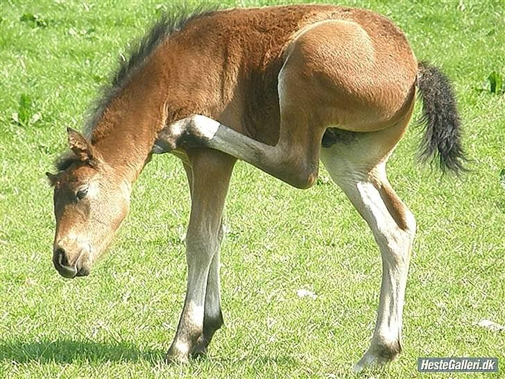 Pinto Faithfuls Mr. President - Som baby! - Det klør lige der! billede 4