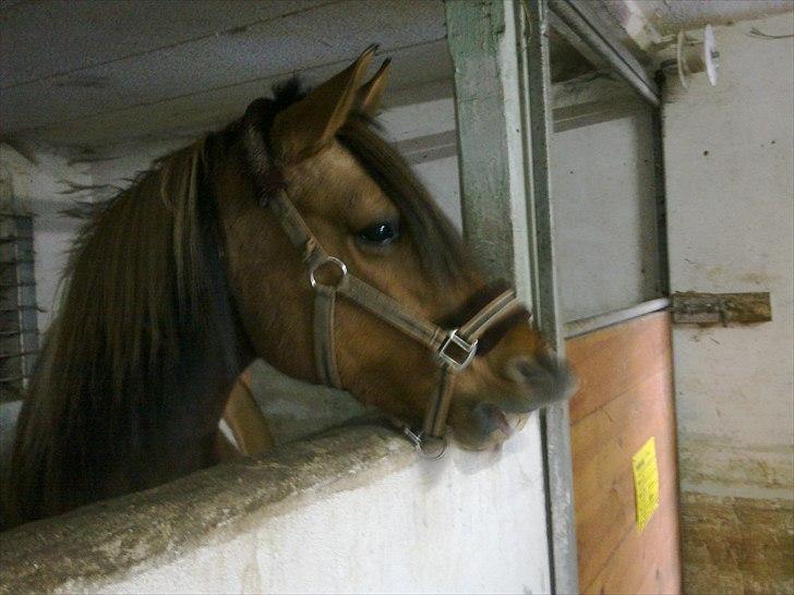 Anden særlig race Samba billede 4