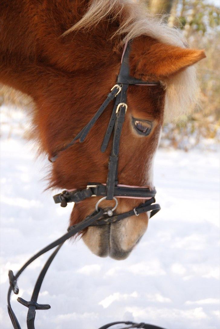 Anden særlig race Sasha DEN SAVNEDE<3 - Nytår (-: Smukke, smukke pony :-* billede 19