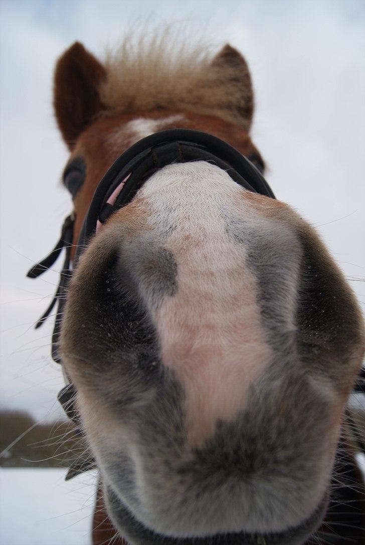 Anden særlig race Sasha DEN SAVNEDE<3 - Nysgerighed (-; <3 billede 20