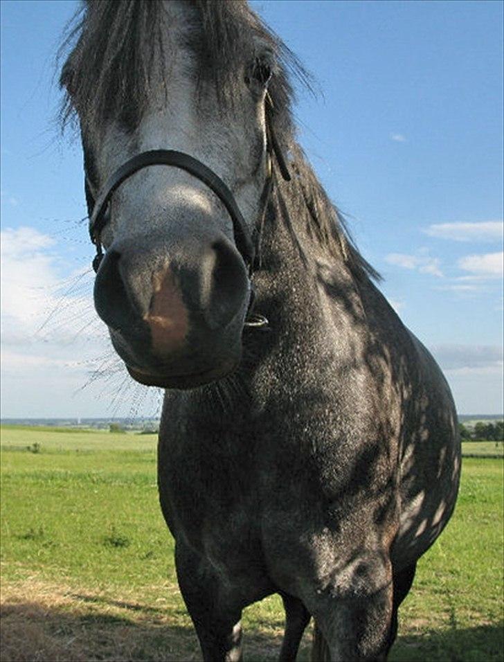 Welsh Pony (sec B) Spinelly (Solgt) - Hej - hvem er du? billede 17