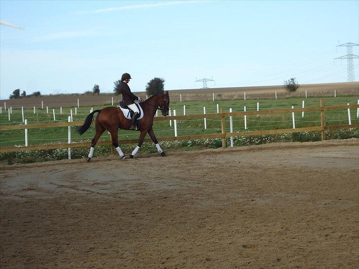 Anden særlig race Ibsalon billede 10