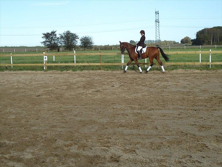 Anden særlig race Ibsalon billede 11